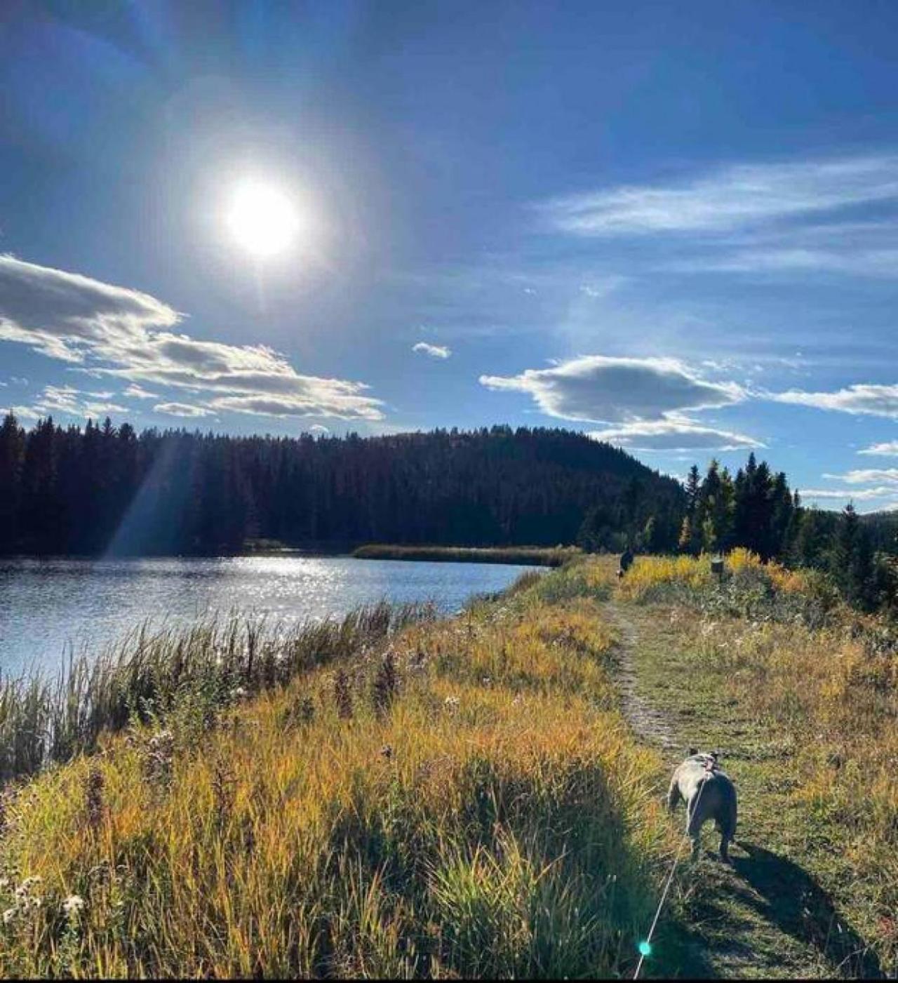 Rustic Cozy Cabin With Hot Tub Bragg Creek Eksteriør bilde
